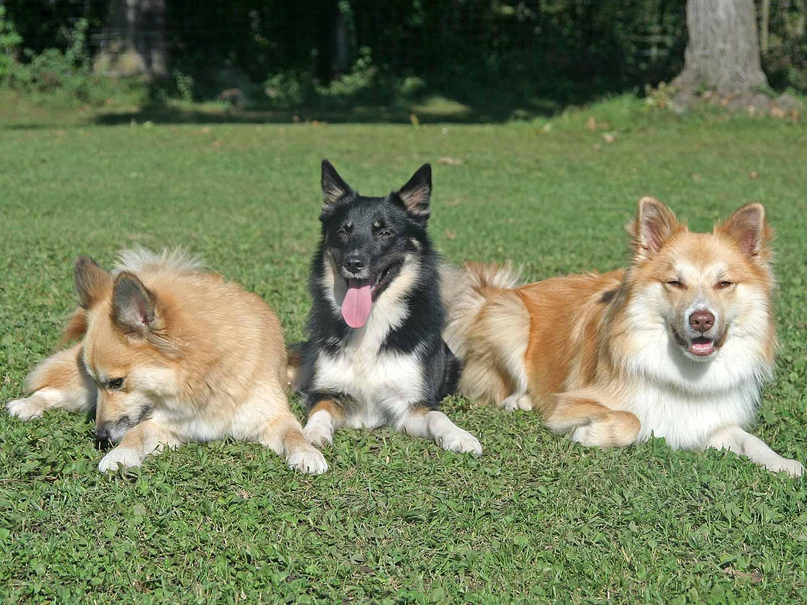 Photos: Icelandic sheepdog (Dog standard) (pictures, images)