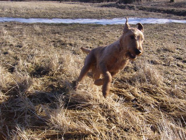 Photos: Irish  terrier (Dog standard) (pictures, images)