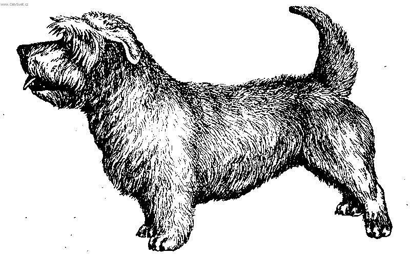 Photos: Irish glen of imaal terrier (Dog standard) (pictures, images)