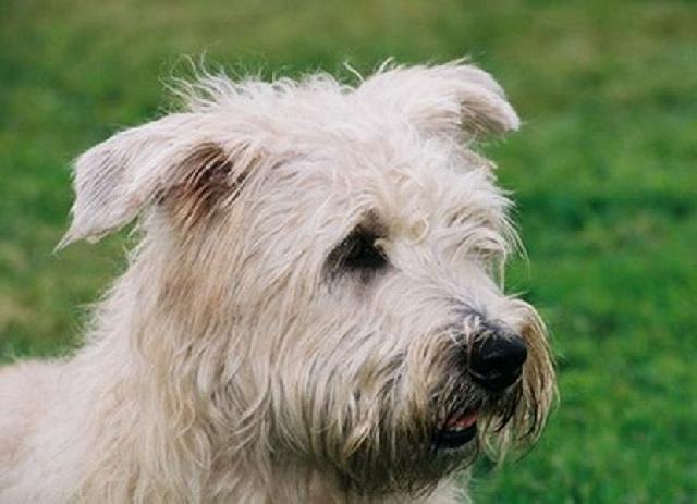 Photos: Irish glen of imaal terrier (Dog standard) (pictures, images)