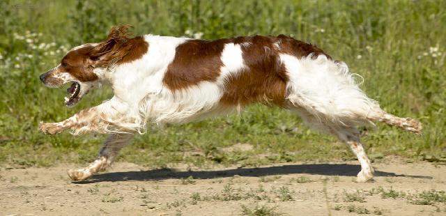 Photos: Irish red and white setter (Dog standard) (pictures, images)
