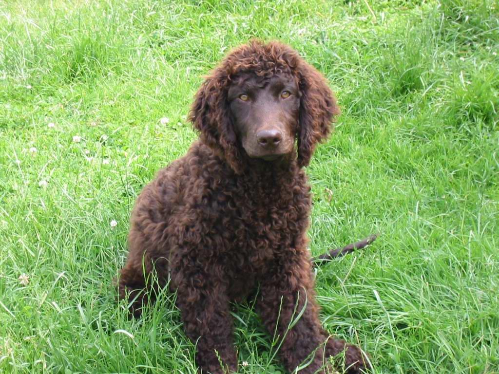 Photos: Irish water spaniel (Dog standard) (pictures, images)