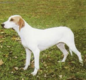Photos: Istrian short-haired scent hound (Dog standard) (pictures, images)