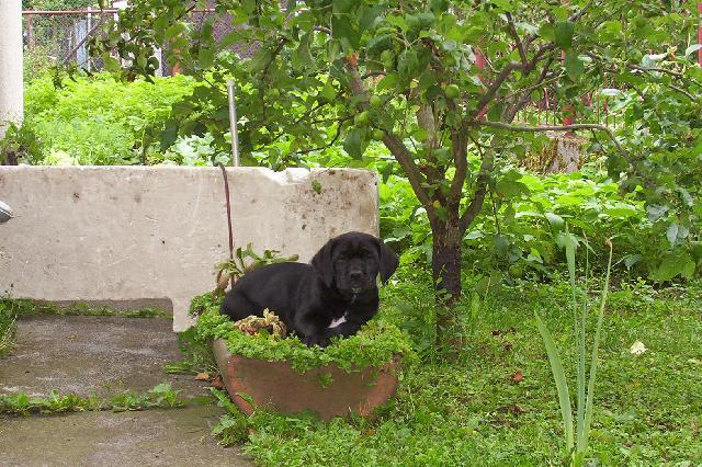 Photos: Italian corso dog (Dog standard) (pictures, images)