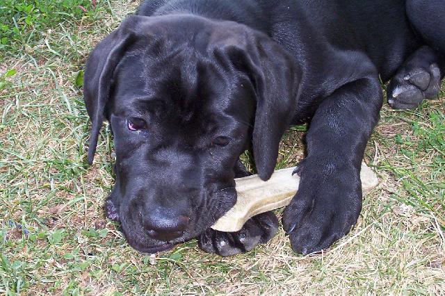 Photos: Italian corso dog (Dog standard) (pictures, images)