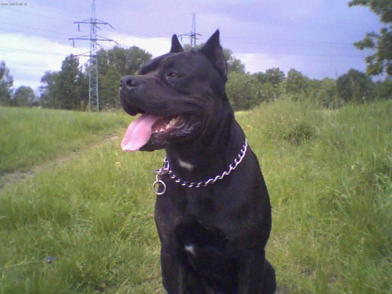 Photos: Italian corso dog (Dog standard) (pictures, images)