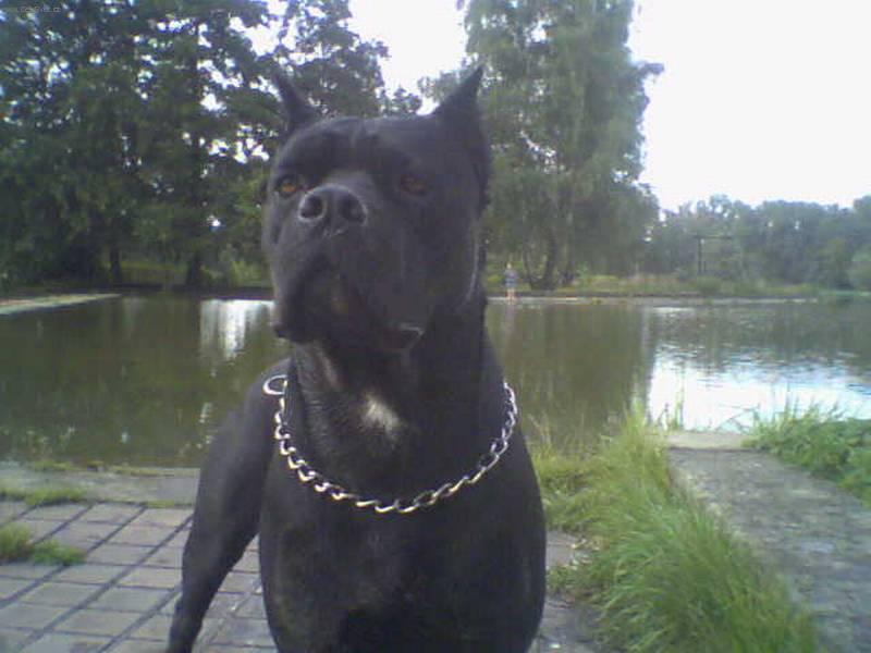Photos: Italian corso dog (Dog standard) (pictures, images)