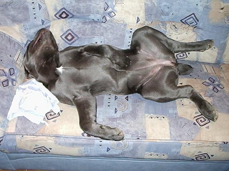 Photos: Italian corso dog (Dog standard) (pictures, images)