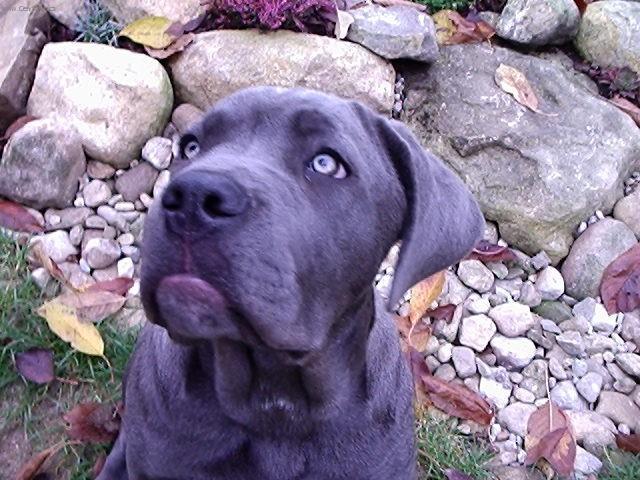 Photos: Italian corso dog (Dog standard) (pictures, images)
