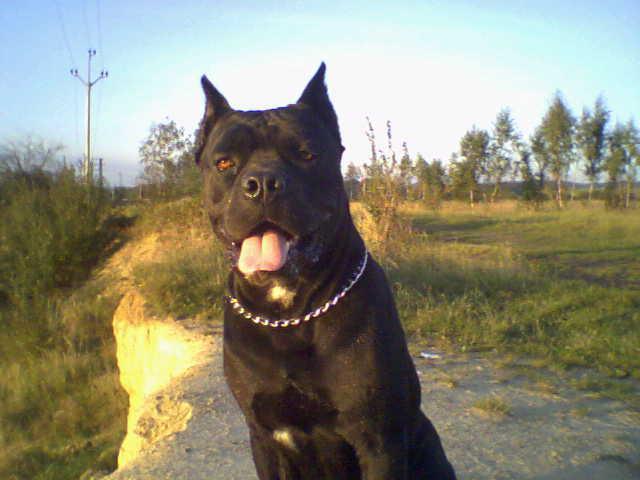 Photos: Italian corso dog (Dog standard) (pictures, images)