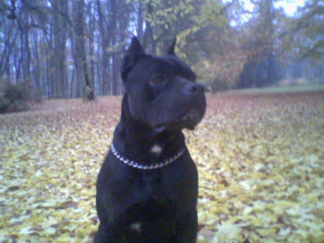 Photos: Italian corso dog (Dog standard) (pictures, images)