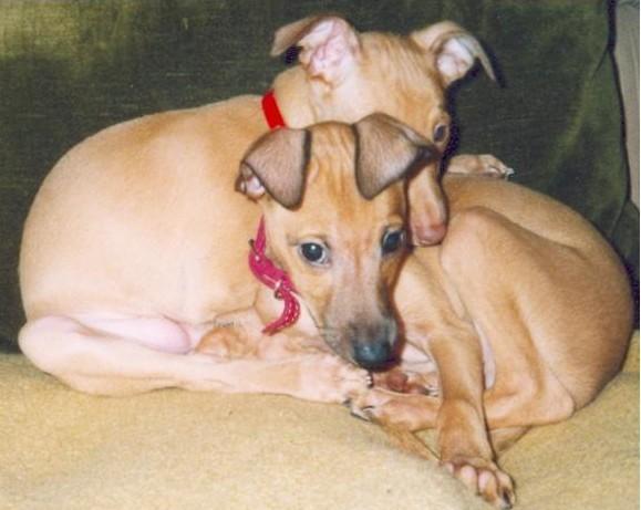 Photos: Italian greyhound (Dog standard) (pictures, images)