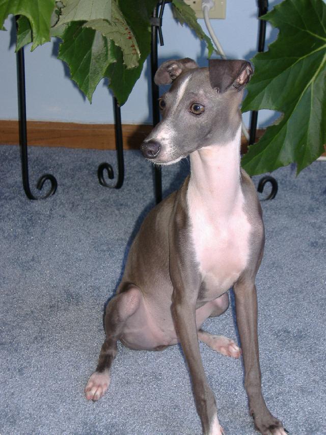 Photos: Italian greyhound (Dog standard) (pictures, images)