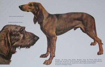 Photos: Italian short-haired hound (Dog standard) (pictures, images)