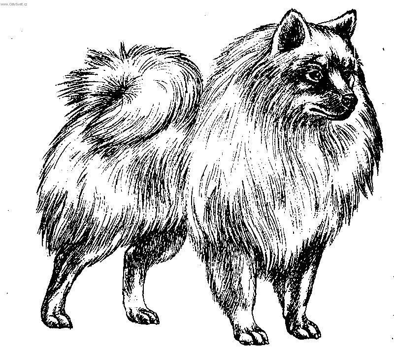 Photos: Italian volpino (Dog standard) (pictures, images)
