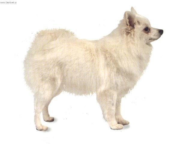 Photos: Italian volpino (Dog standard) (pictures, images)