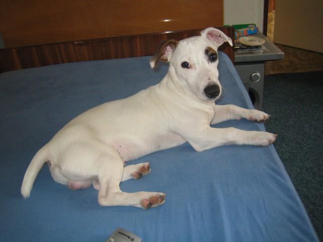 Photos: Jack russell terrier (Dog standard) (pictures, images)