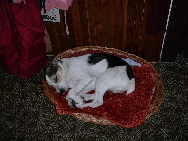 Photos: Jack russell terrier (Dog standard) (pictures, images)