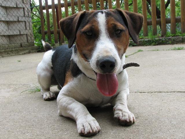Photos: Jack russell terrier (Dog standard) (pictures, images)