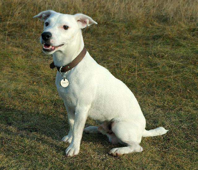 Photos: Jack russell terrier (Dog standard) (pictures, images)