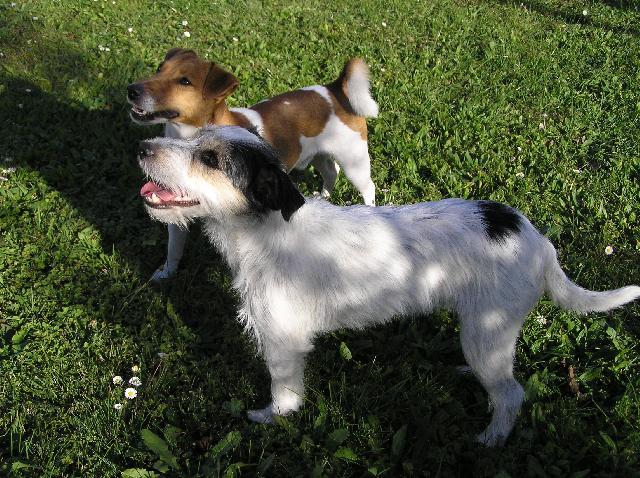 Photos: Jack russell terrier (Dog standard) (pictures, images)