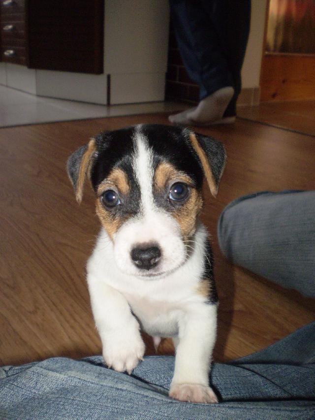 Photos: Jack russell terrier (Dog standard) (pictures, images)