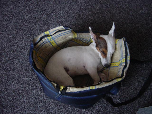 Photos: Jack russell terrier (Dog standard) (pictures, images)