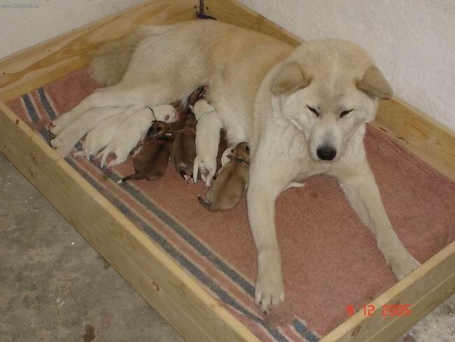 Photos: Japanese akita (Dog standard) (pictures, images)