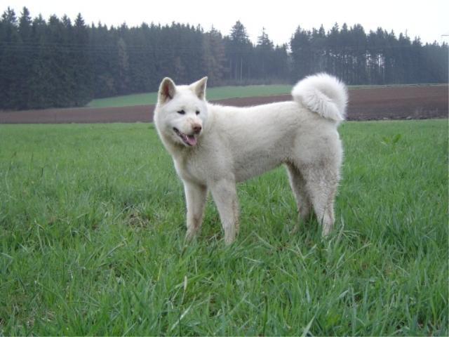 Photos: Japanese akita (Dog standard) (pictures, images)