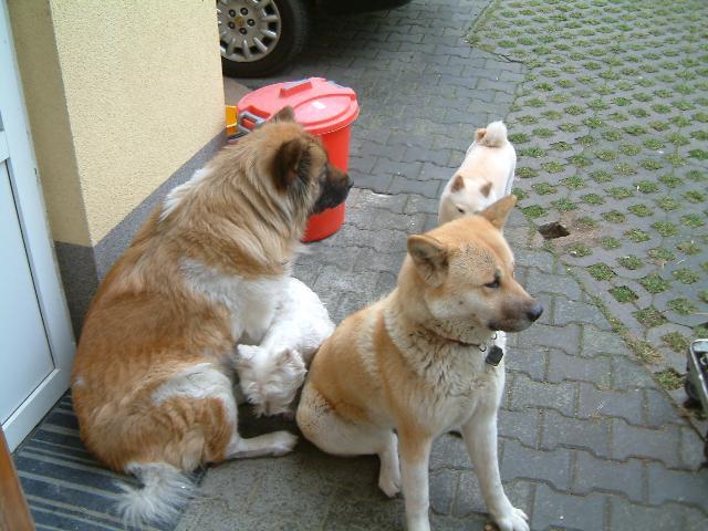 Photos: Japanese akita (Dog standard) (pictures, images)