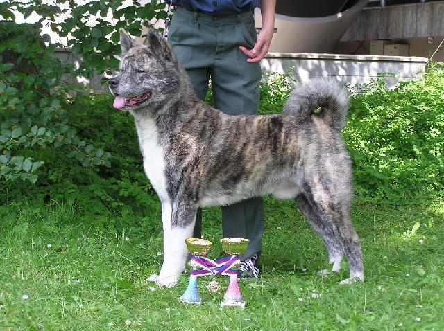 Photos: Japanese akita (Dog standard) (pictures, images)