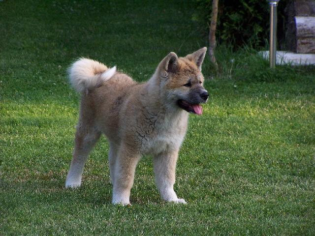 Photos: Japanese akita (Dog standard) (pictures, images)