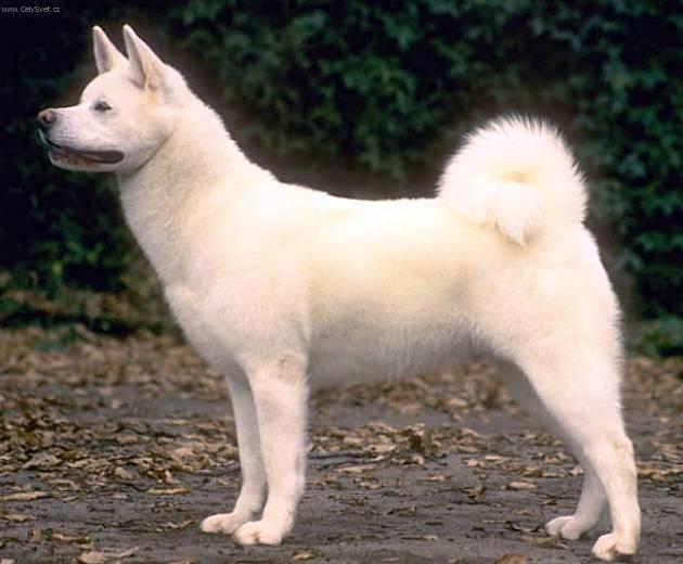 Photos: Japanese akita (Dog standard) (pictures, images)