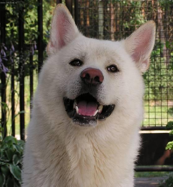 Photos: Japanese akita (Dog standard) (pictures, images)