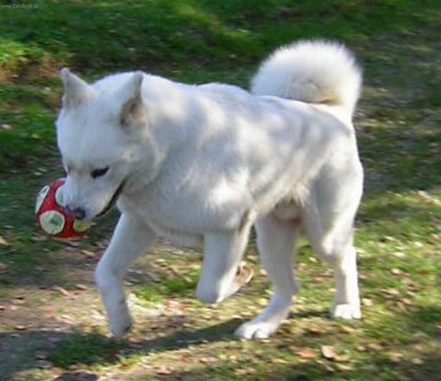 Photos: Japanese akita (Dog standard) (pictures, images)