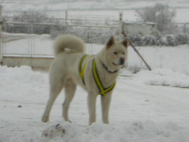 Photos: Japanese akita (Dog standard) (pictures, images)