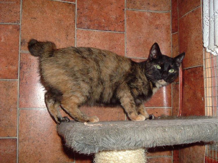 Photos: Japanese Bobtail (Cat) (pictures, images)