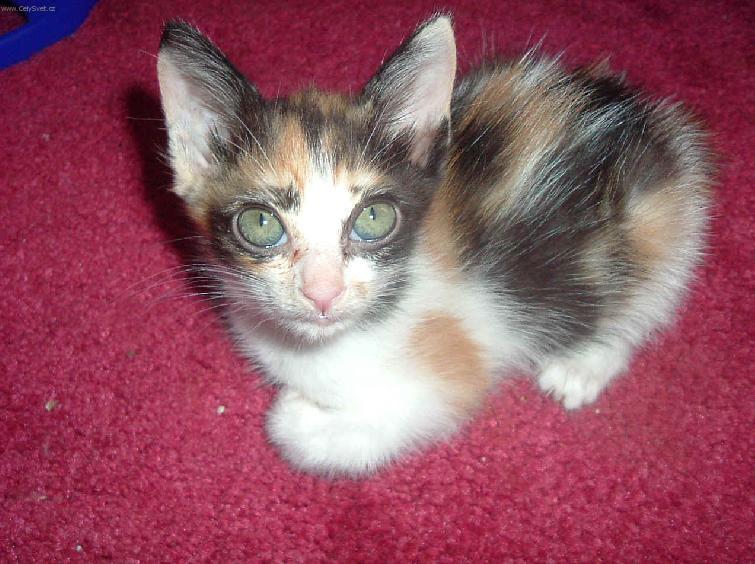 Photos: Japanese Bobtail (Cat) (pictures, images)