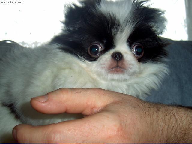 Photos: Japanese chin (Dog standard) (pictures, images)