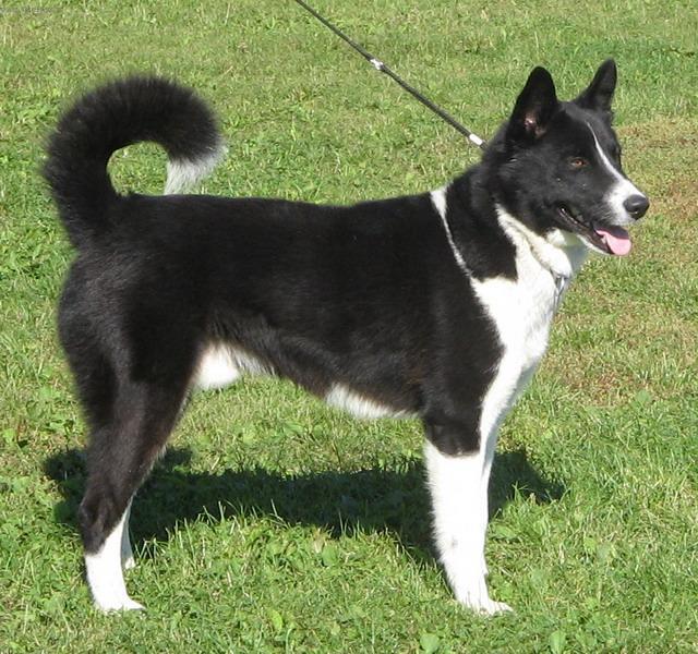 Photos: Karelian bear dog (Dog standard) (pictures, images)