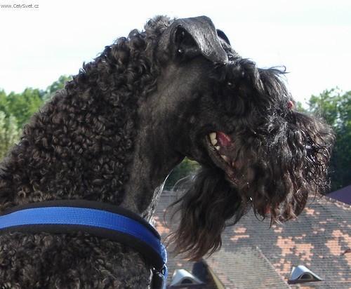 Photos: Kerry blue terrier (Dog standard) (pictures, images)