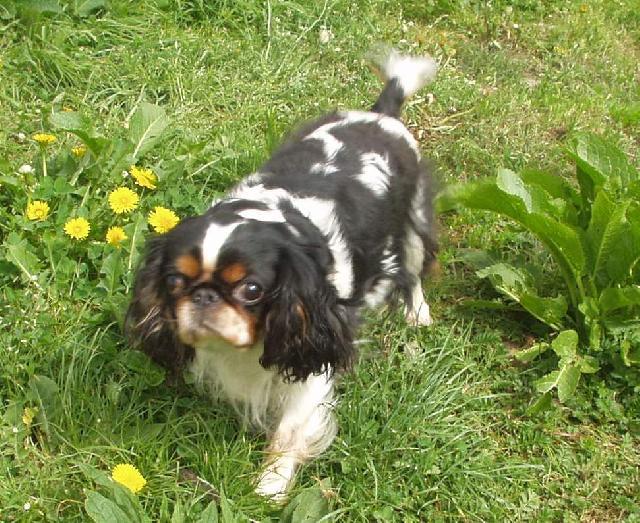 Photos: King charles spaniel (Dog standard) (pictures, images)