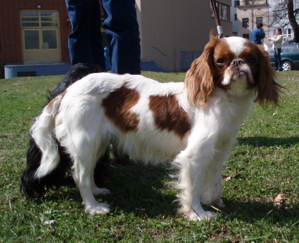 Photos: King charles spaniel (Dog standard) (pictures, images)