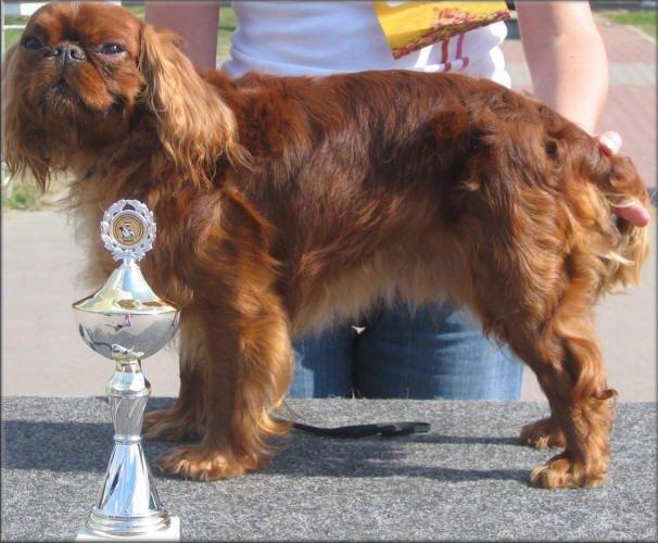 Photos: King charles spaniel (Dog standard) (pictures, images)