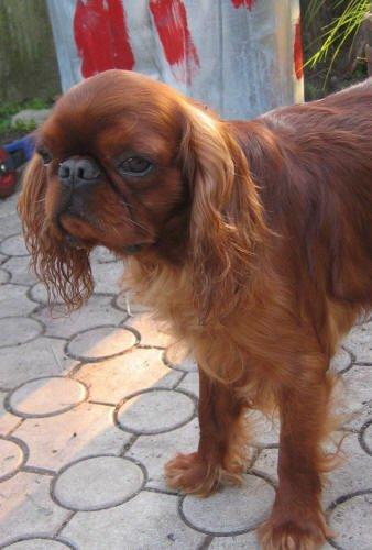 Photos: King charles spaniel (Dog standard) (pictures, images)