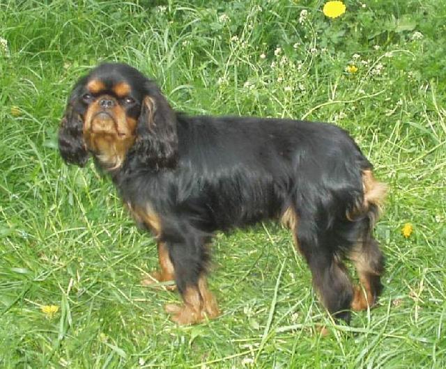 Photos: King charles spaniel (Dog standard) (pictures, images)