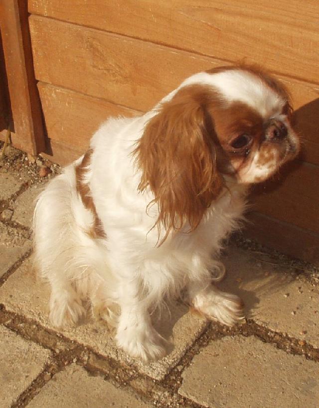 Photos: King charles spaniel (Dog standard) (pictures, images)