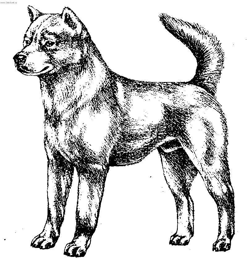 Photos: Kishu (Dog standard) (pictures, images)