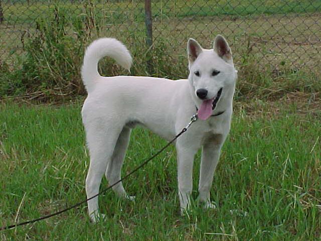 Photos: Kishu (Dog standard) (pictures, images)
