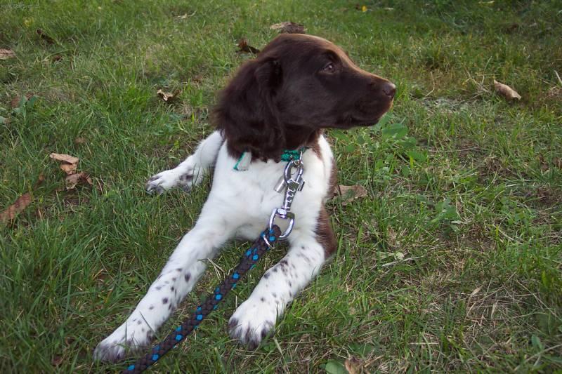 Photos: Kleiner munsterlander (Dog standard) (pictures, images)